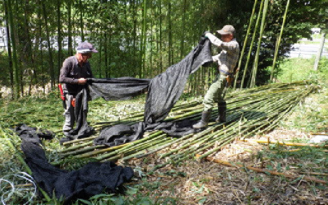 竹林伐採見学